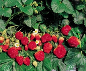 什么时候吃草莓好,草莓啥时候好吃