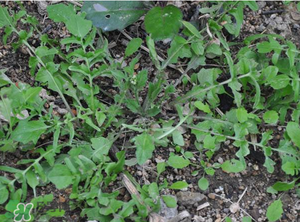 野生荠菜怎么识别,野生荠菜图片及识别方法