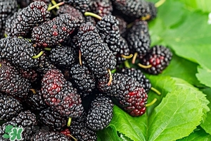 桑椹有哪几种吃法,如何正确吃桑椹