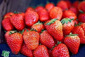 草莓的功效和作用及营养价值,草莓的功效和作用