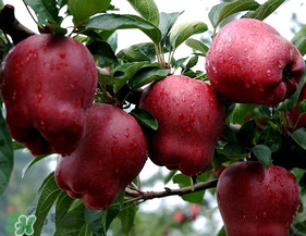 蛇果的简介,蛇果百度百科