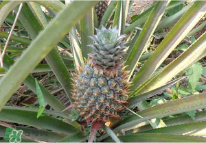 菠萝怎么做好吃简单,菠萝怎么做好吃不酸