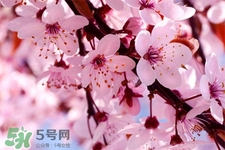 樱花泡水的功效和作用,樱花泡水喝的功效和作用