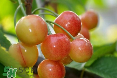 白玉樱桃能吃吗,白玉樱桃果多大