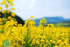 油菜花蜜为什么便宜,油菜花有蜜吗? 油菜花蜜为什么便宜,油菜花有蜜吗?