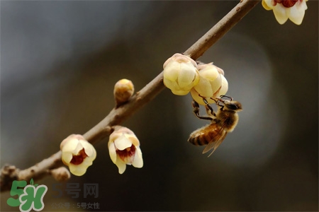 惊蛰为什么吃芋头,为什么吃了芋头上火