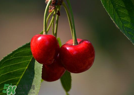 樱桃长虫可以吃吗,樱桃会长虫吗 樱桃长虫可以吃吗,樱桃会长虫吗