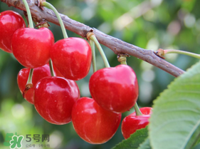 水果开裂的原因,水果开裂是什么原因