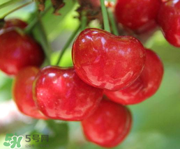 水果为什么有药味,吃水果有股药味