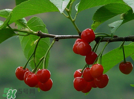 樱桃的种类,樱桃的分类等级