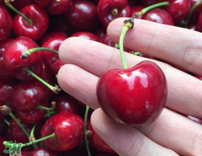 车厘子烂了能吃吗,吃了坏掉的车厘子会怎么样