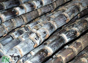 甘蔗怎么挑选比较甜,甘蔗怎么挑选才好吃 甘蔗怎么挑选比较甜,甘蔗怎么挑选才好吃