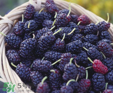 桑葚过敏症状,桑葚过敏的症状照片