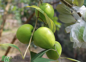 青枣的特点,青枣的外形特点