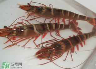 活虾为什么要灌胶水,活虾灌胶水是真的吗