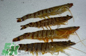 死基围虾放冷藏能存放多久,死的基围虾能否食用