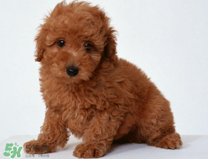 狗狗不能吃什么水果和食物,狗狗能吃什么水果 狗狗不能吃什么水果和食物,狗狗能吃什么水果