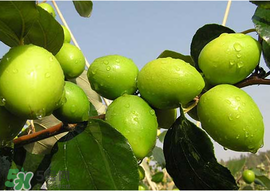 胃不好哪三种水果不能吃,胃不好就别吃三种水果 胃不好哪三种水果不能吃,胃不好就别吃三种水果