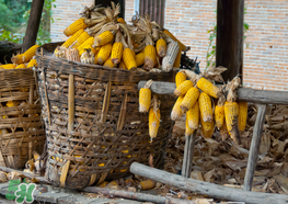 玉米价格走势如何,玉米市场价格走势 玉米价格走势如何,玉米市场价格走势