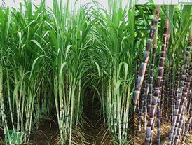 甘蔗的食用价值是什么,甘蔗的食用价值