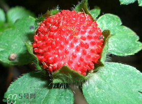 蛇莓的药用价值,蛇莓的作用 蛇莓的药用价值,蛇莓的作用