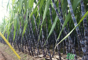 如何挑选甜甘蔗,甘蔗怎么挑选才好吃