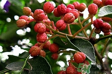 花椒水的功效和作用泡脚的好处,花椒水的功效和作用禁忌