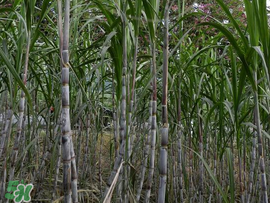 甘蔗里面白色的能吃吗,甘蔗中间白能不能吃