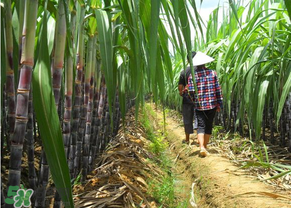 甘蔗发黑能不能吃,甘蔗变黑吃了会怎么样 甘蔗发黑能不能吃,甘蔗变黑吃了会怎么样