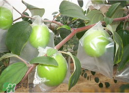 青枣的食用价值,青枣 营养价值