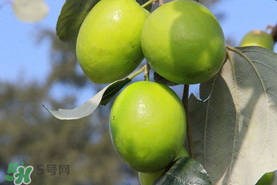 牛奶枣什么时候成熟?,牛奶枣上市时间