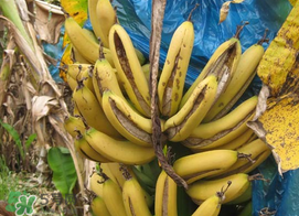 香蕉自己裂开是什么原因?,香蕉裂开了是什么原因 香蕉自己裂开是什么原因?,香蕉裂开了是什么原因