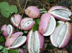 野香蕉简介,野香蕉是什么样子的