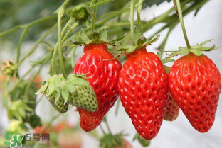 草莓营养分析,草莓成分分析