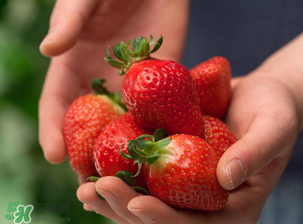 为什么有的草莓一点也不甜,99草莓甜吗 为什么有的草莓一点也不甜,99草莓甜吗