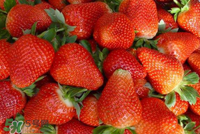 安徽红颜草莓简介,四川红颜草莓简介