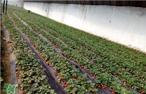 草莓什么时候种植最好,草莓的种植方法