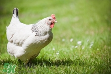 禽流感的鸡熟了可以吃吗,吃了得了禽流感的鸡会怎么样