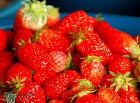 草莓要怎么保鲜可以放冰箱吗,新鲜草莓要放冰箱保存吗