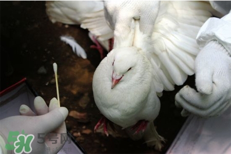 吃鸽子会得禽流感吗,鸽子会不会得禽流感