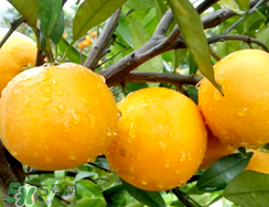 冰糖橙的营养价值,冰糖橙的营养价值及功效和作用 冰糖橙的营养价值,冰糖橙的营养价值及功效和作用