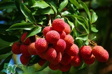 荔枝冬天能吃到吗,什么时候有荔枝吃