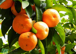 沙糖桔营养价值,沙糖桔的营养 沙糖桔营养价值,沙糖桔的营养