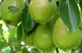 香梨怎么保存时间长点,香梨怎么保存时间长 香梨怎么保存时间长点,香梨怎么保存时间长