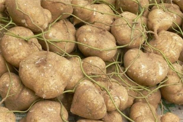 凉薯的功效和作用(凉薯的功效和作用禁忌) 凉薯的功效和作用(凉薯的功效和作用禁忌)