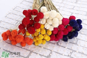 千日红的营养价值,千日红的作用 千日红的营养价值,千日红的作用