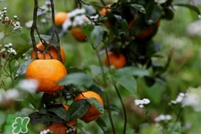 橘子苦了是坏了吗,橘子为什么会变苦