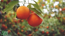 营养价值是什么,营养价值的意思