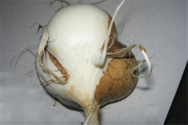 凉薯吃了会长胖吗(凉薯吃了会长胖吗)