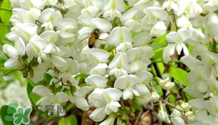 槐米的功效和作用泡茶,槐米的功效和作用禁忌